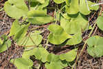 Trailing milkvine